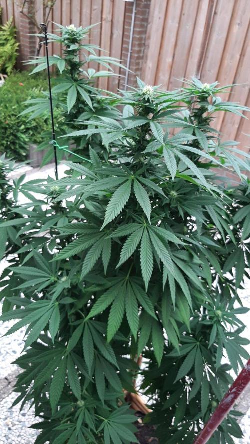 Super lemon haze window/outdoor grow. Week 24