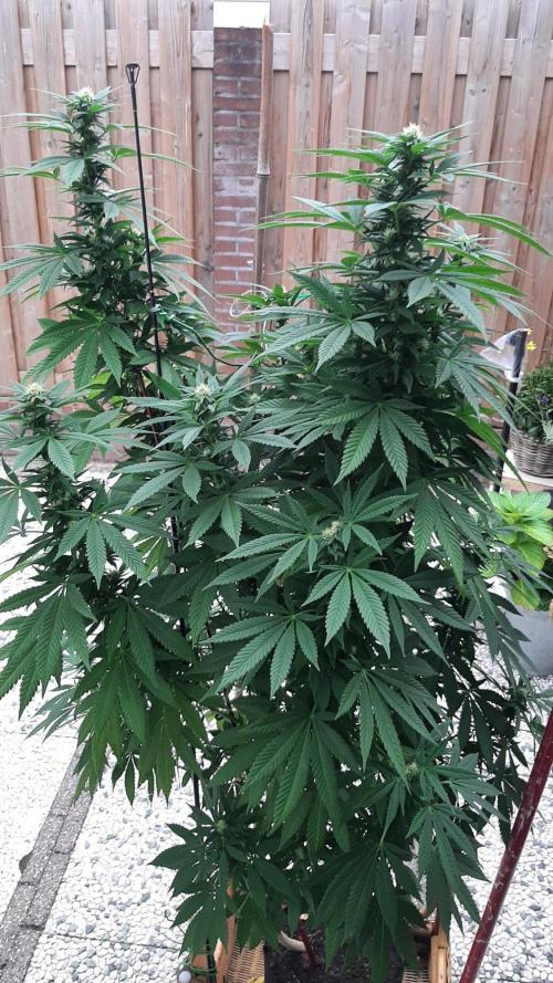 Super lemon haze window/outdoor grow. Week 24