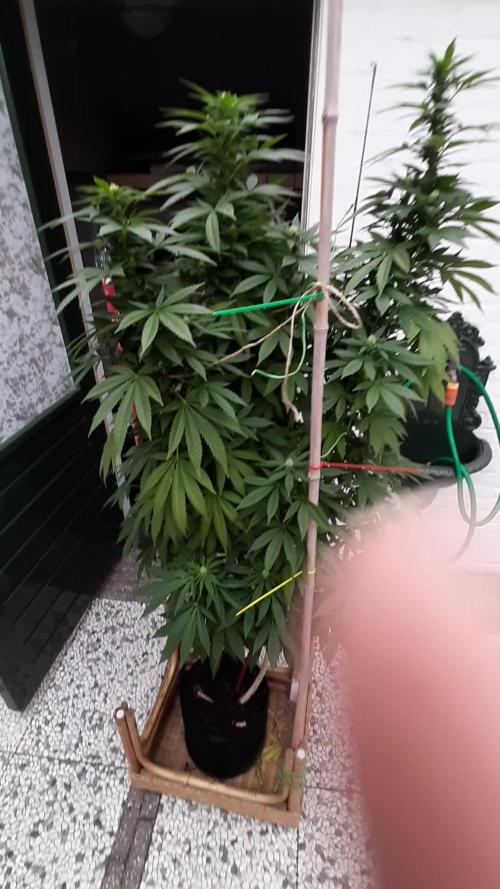 Super lemon haze window/outdoor grow