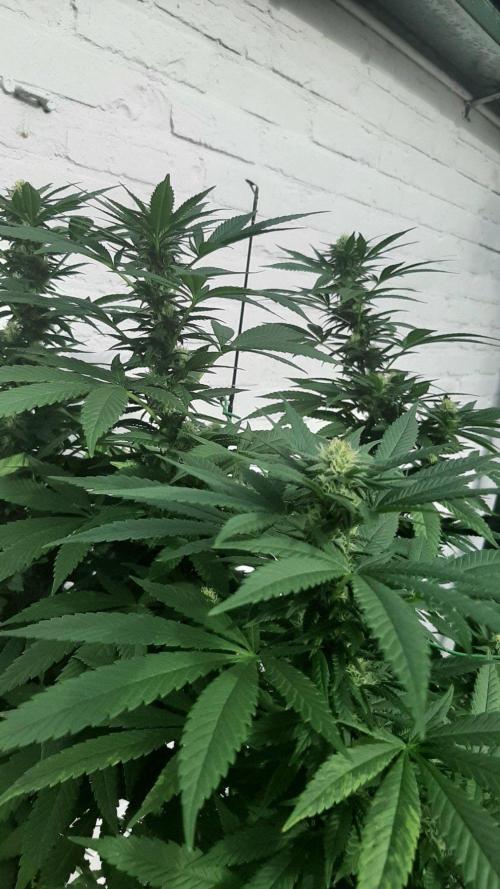 Super lemon haze window/outdoor grow. Week 25