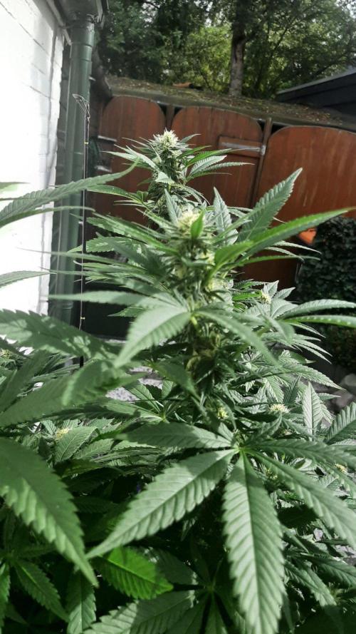 Super lemon haze window/outdoor grow. Week 25