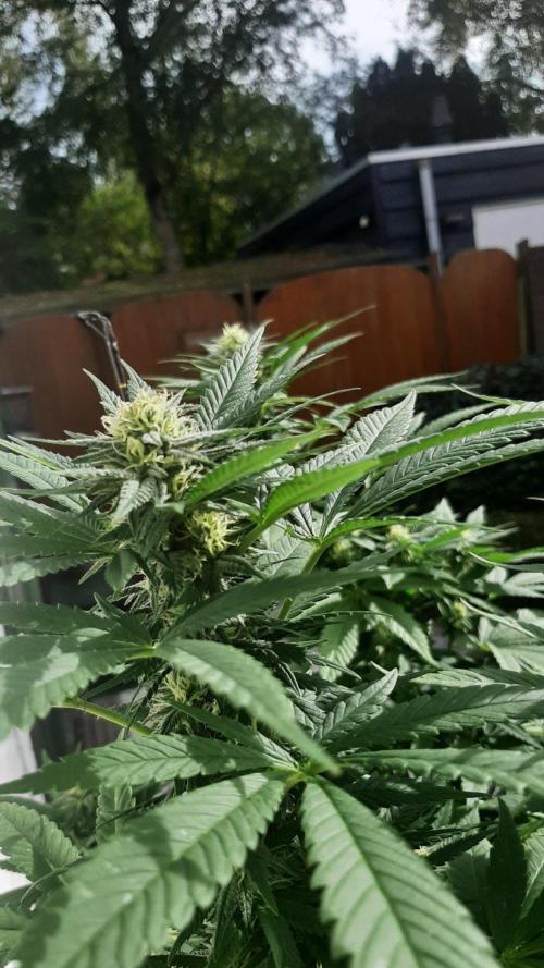 Super lemon haze window/outdoor grow. Week 25