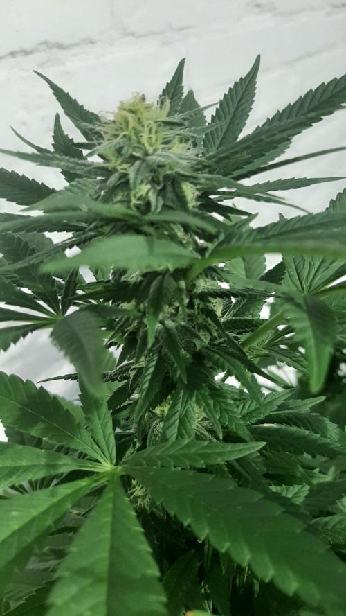 Super lemon haze window/outdoor grow. Week 25