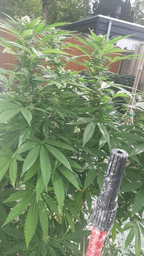 Super lemon haze window/outdoor grow. Week 25