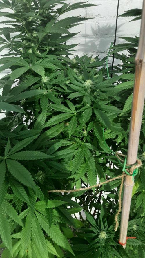 Super lemon haze window/outdoor grow. Week 25