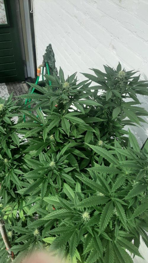 Super lemon haze window/outdoor grow. Week 25
