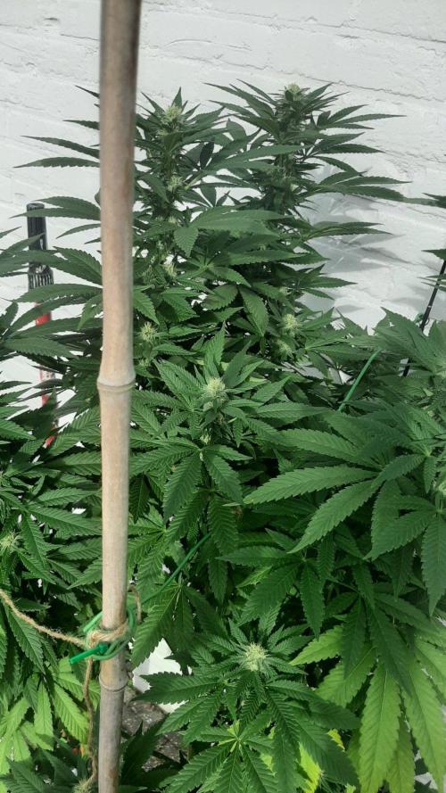 Super lemon haze window/outdoor grow. Week 25