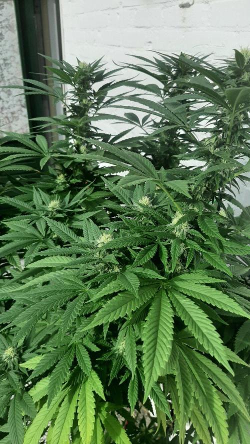 Super lemon haze window/outdoor grow. Week 25