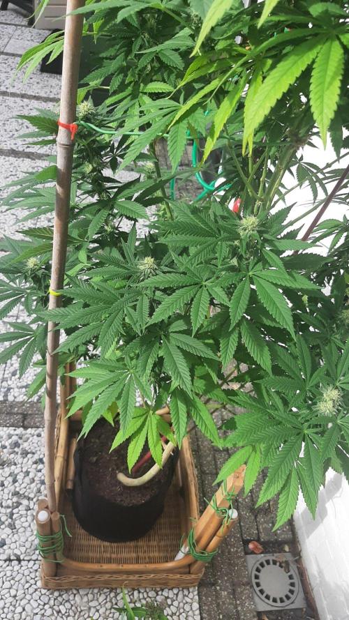 Super lemon haze window/outdoor grow. Week 25