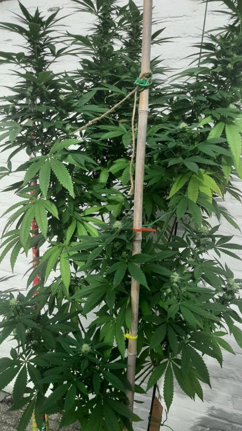 Super lemon haze window/outdoor grow. Week 25