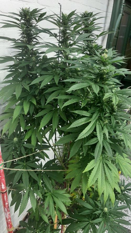Super Lemon Haze. Week 25