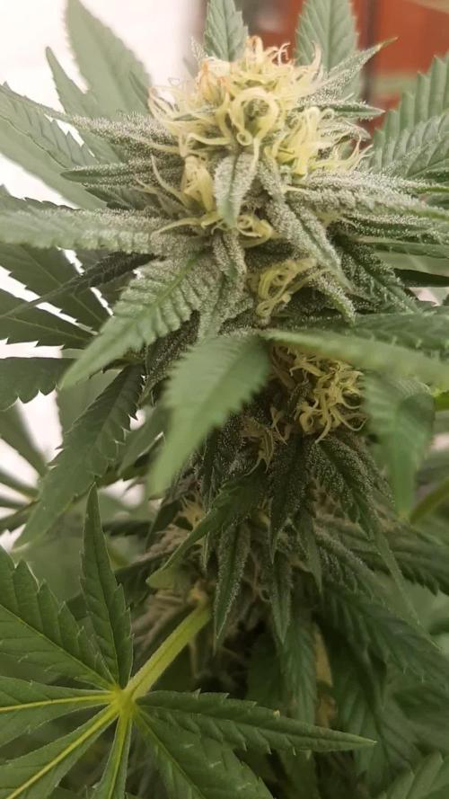 Super Lemon Haze. Week 25