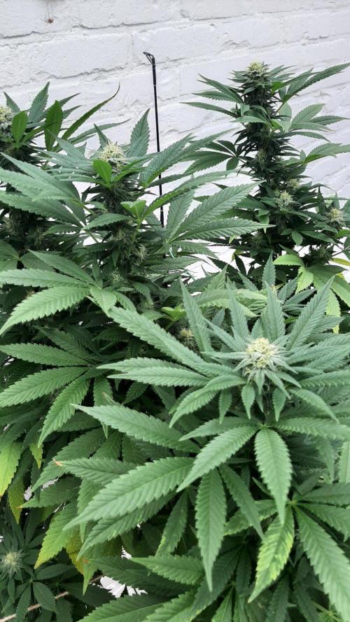 Super lemon haze window/outdoor grow. Week 26