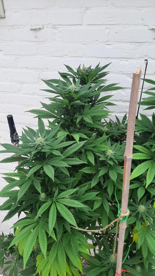 Super lemon haze window/outdoor grow. Week 26