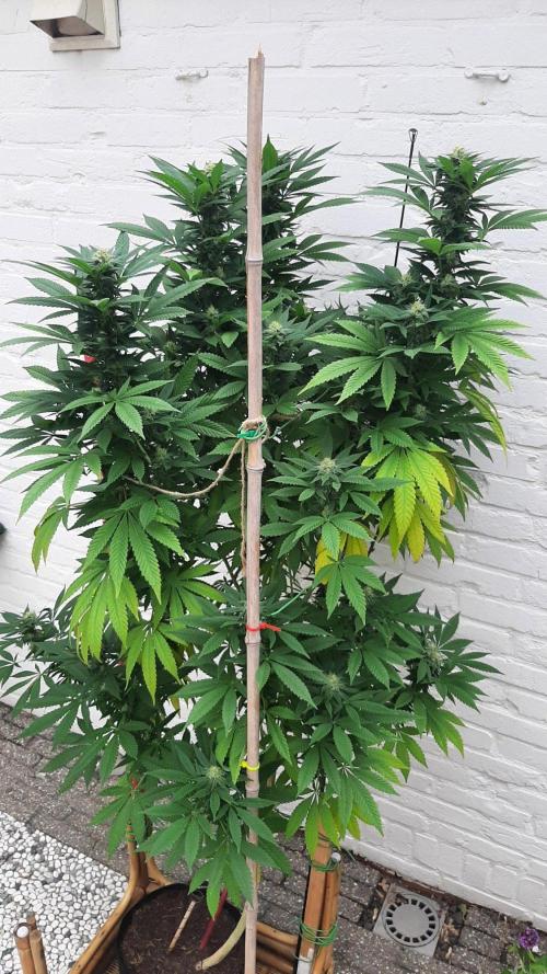 Super lemon haze window/outdoor grow. Week 26