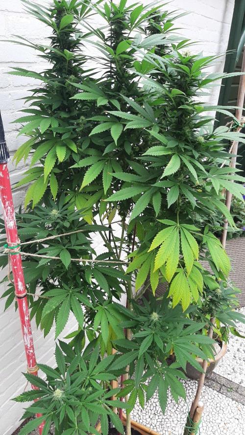 Super lemon haze window/outdoor grow. Week 26