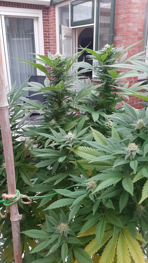 Super lemon haze window/outdoor grow. Week 26