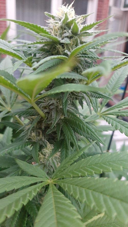 Super lemon haze window/outdoor grow. Week 26