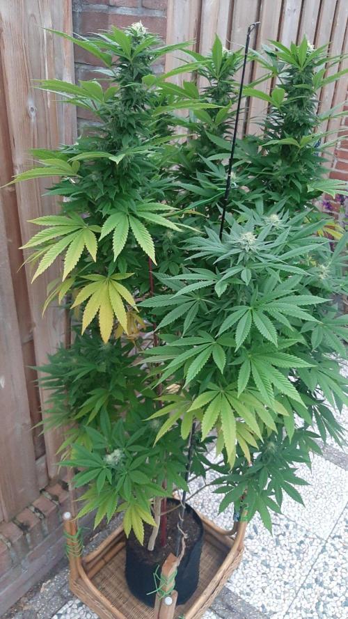 Super lemon haze window/outdoor grow. Week 26