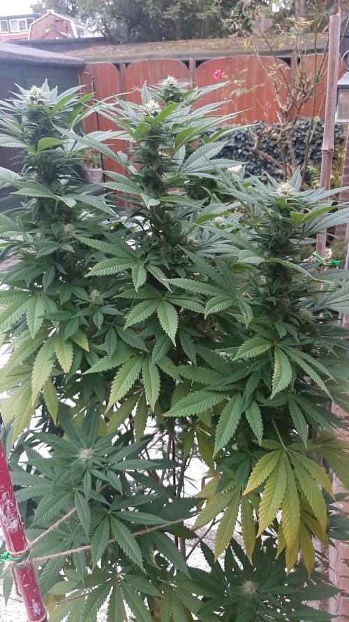 Super lemon haze window/outdoor grow. Week 26