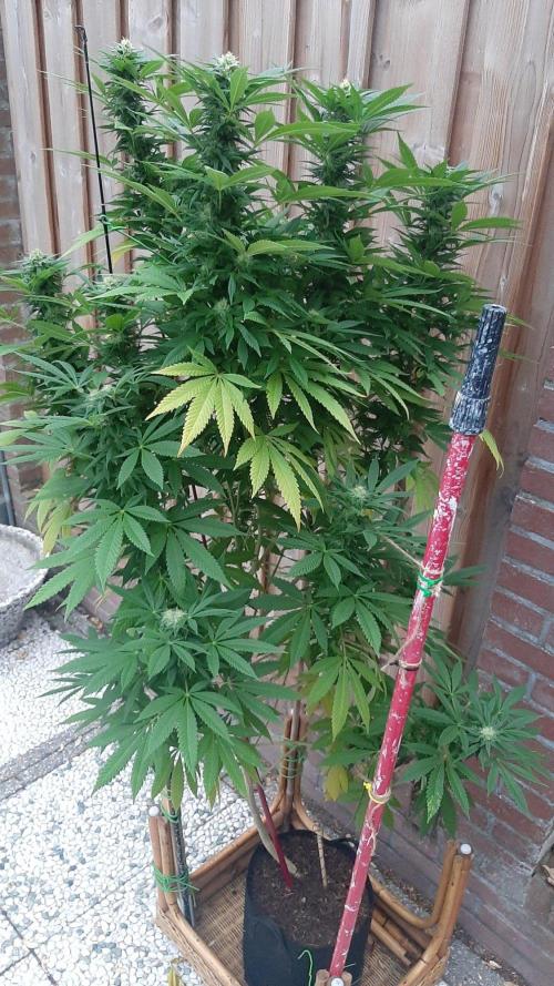 Super lemon haze window/outdoor grow. Week 26
