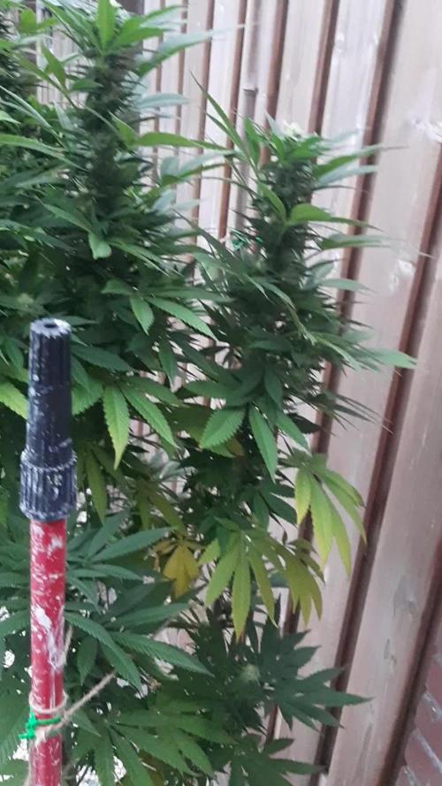 Super lemon haze window/outdoor grow