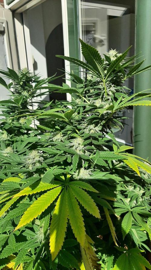 Super Lemon Haze. Week 27
