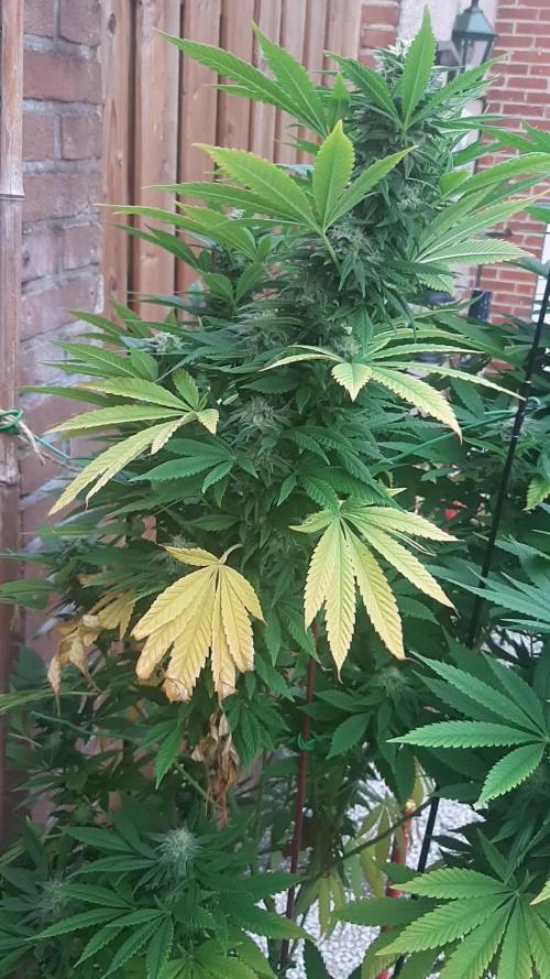 Super lemon haze window/outdoor grow