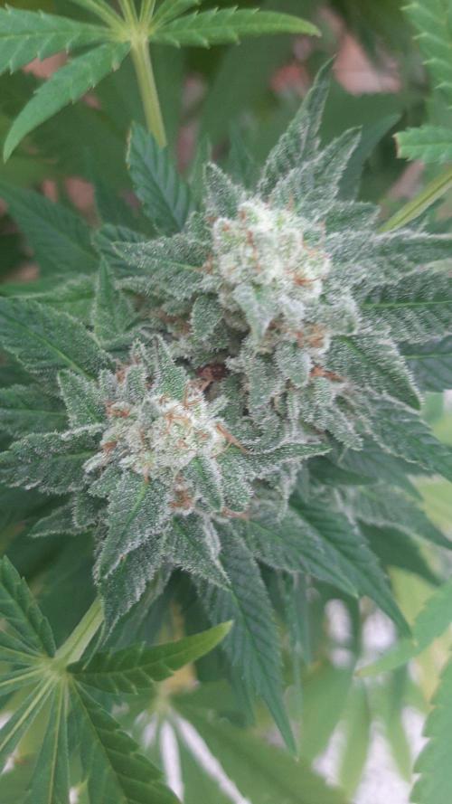 Super lemon haze window/outdoor grow. Week 28
