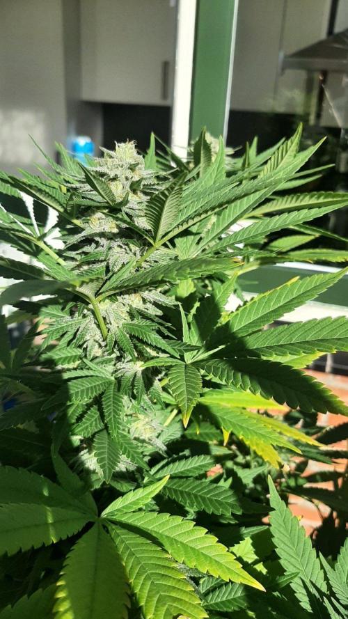 Super Lemon Haze. Week 28