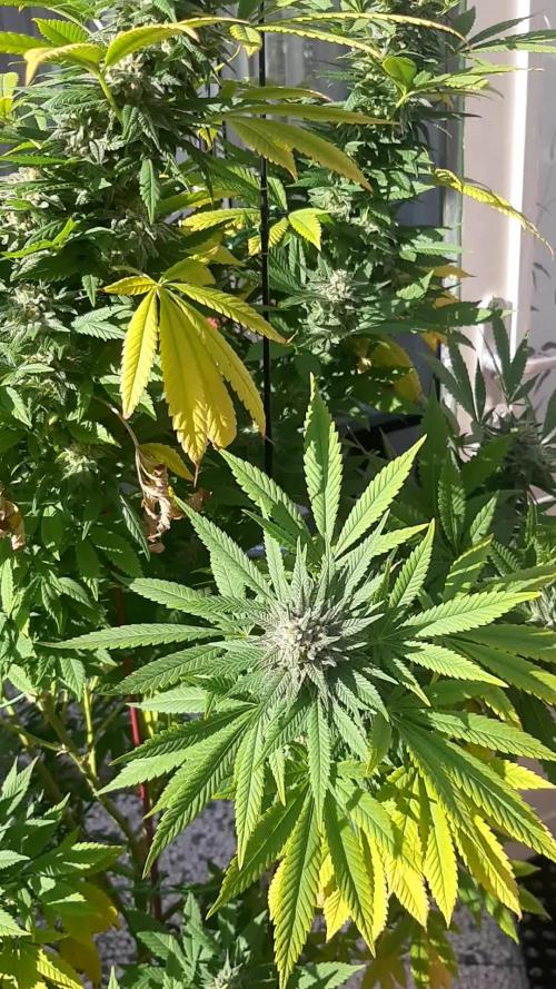 Super lemon haze window/outdoor grow