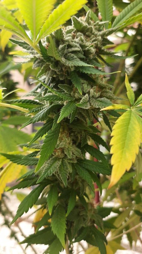 Super lemon haze window/outdoor grow. Week 29