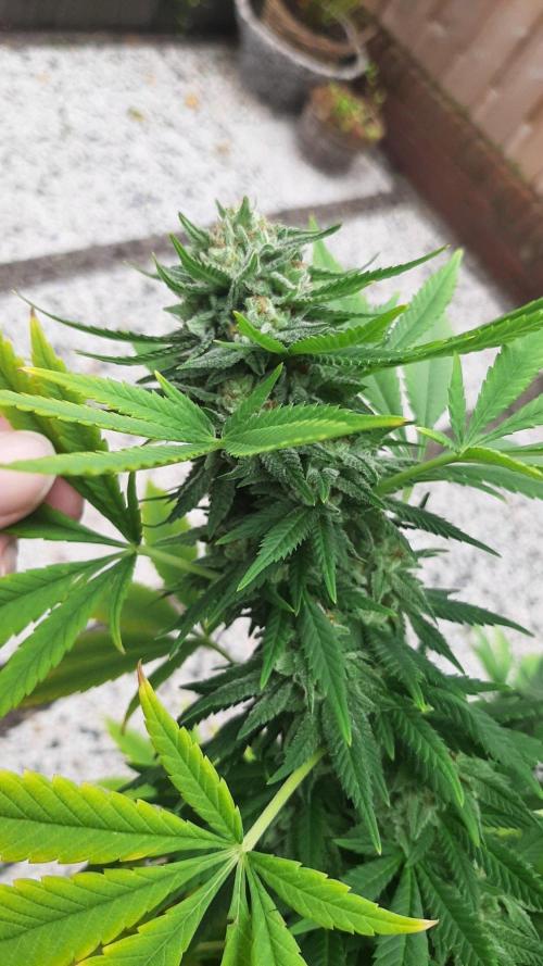 Super lemon haze window/outdoor grow. Week 29