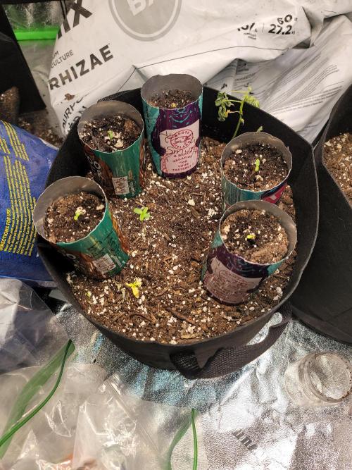 Golden tiger and everything else. Week 8 - Been a lomg time sense last grow so just trying things again. Germinated in soil