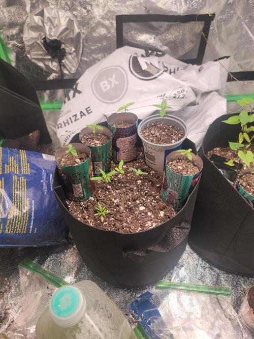 Golden tiger and everything else. Week 8 - Thought the one golden tiger was dead so threw another seed in there. 