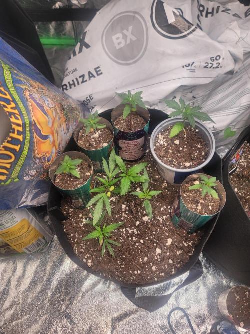 Golden tiger and everything else. Week 8 - So I wanted 2 in one pot. Not 4 but here we are.