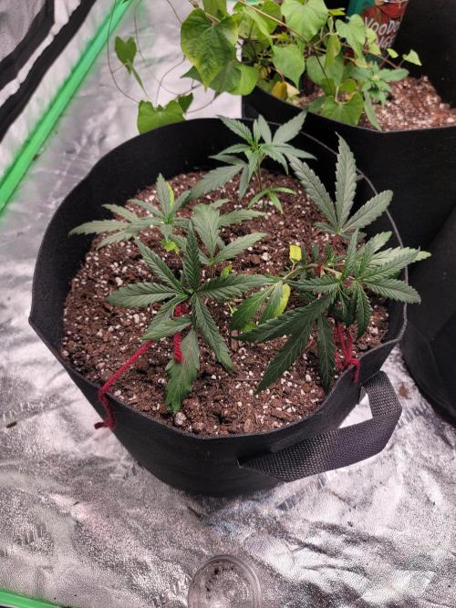 Golden tiger and everything else. Week 8 - First little lst