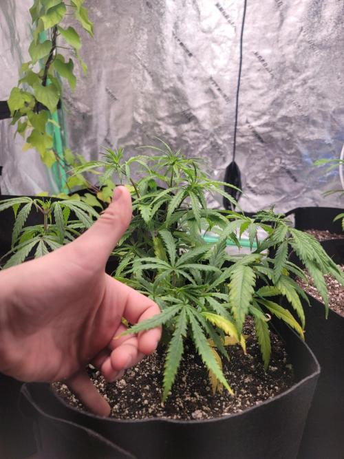 Golden tiger and everything else. Week 8 - Topped one of the two, let the other go natural 