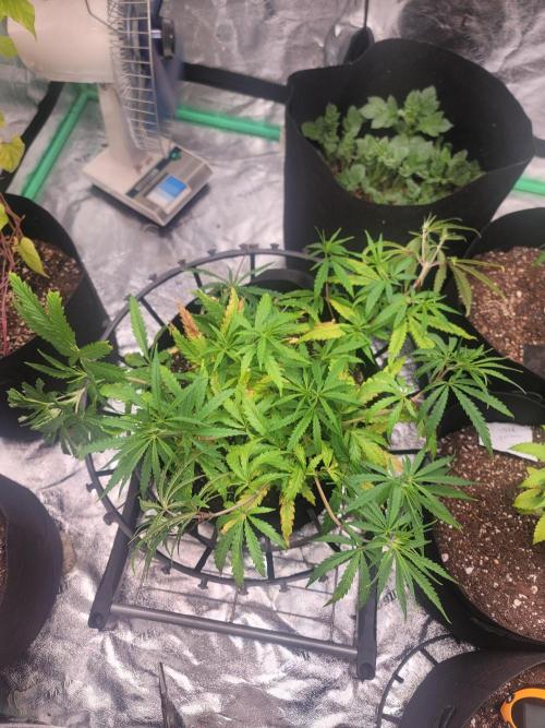 Golden tiger and everything else. Week 8 - Problems with ph sense the beginning but I think she's turning around 