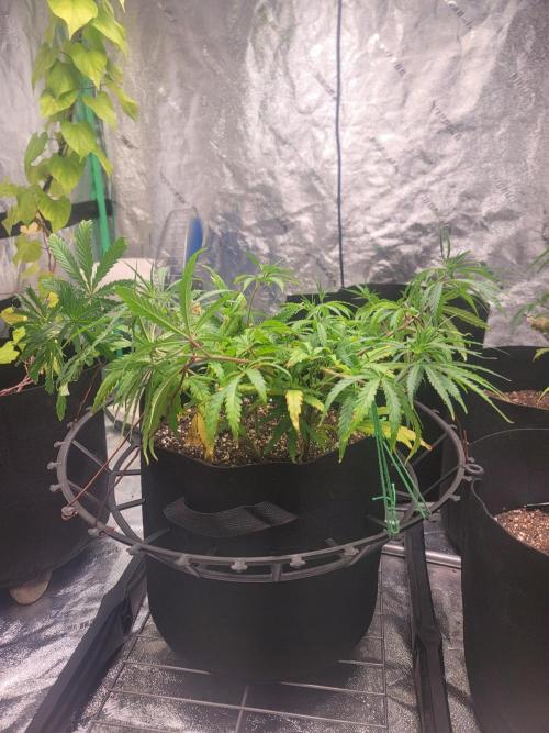 Golden tiger and everything else. Week 8