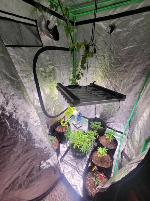 Golden tiger and everything else. Week 8 - Whole tent. Have morning glories, potatoes,  other strains that did worse withph