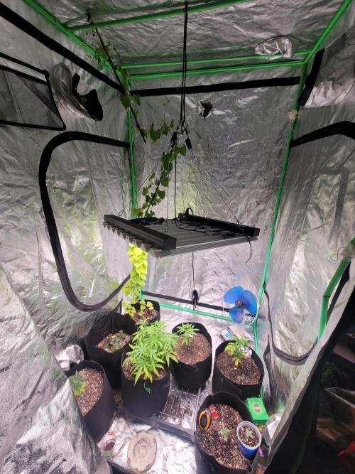 Golden tiger and everything else. Week 9 - Whole tent 