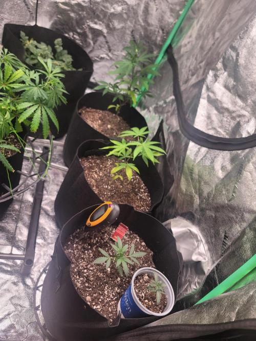 Golden tiger and everything else. Week 9