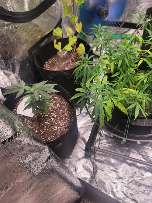 Golden tiger and everything else. Week 9