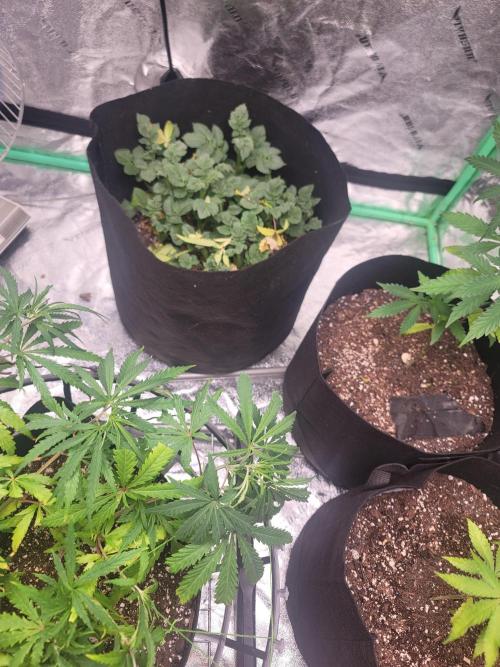 Golden tiger and everything else. Week 9