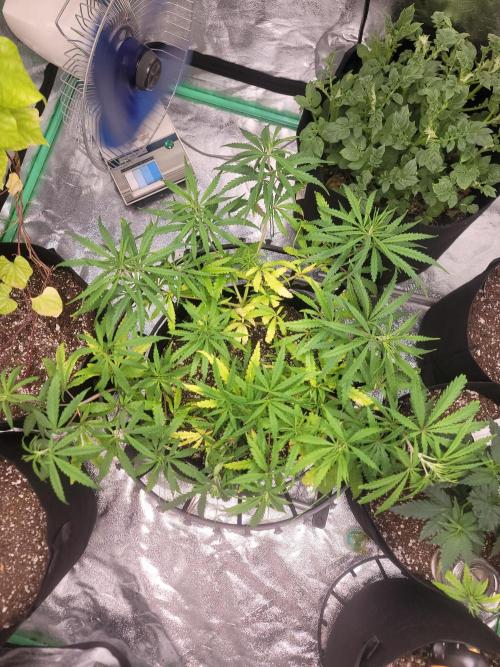 Golden tiger and everything else. Week 9