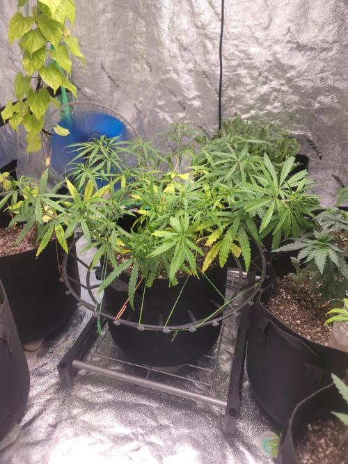 Golden tiger and everything else. Week 9