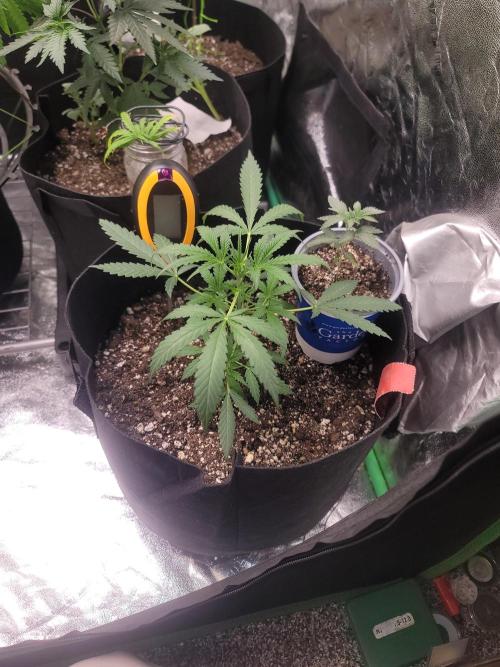 Golden tiger and everything else. Week 9