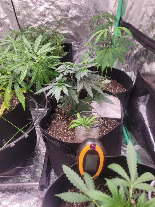 Golden tiger and everything else. Week 9