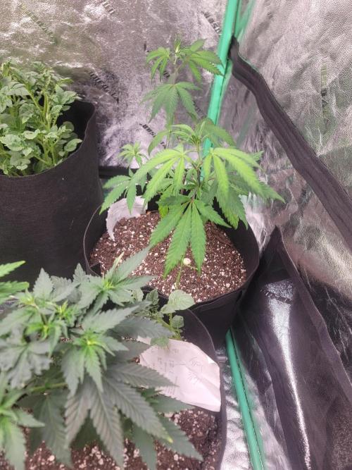 Golden tiger and everything else. Week 9